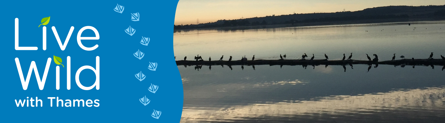 Farmoor Reservoir banner with Live Wild title