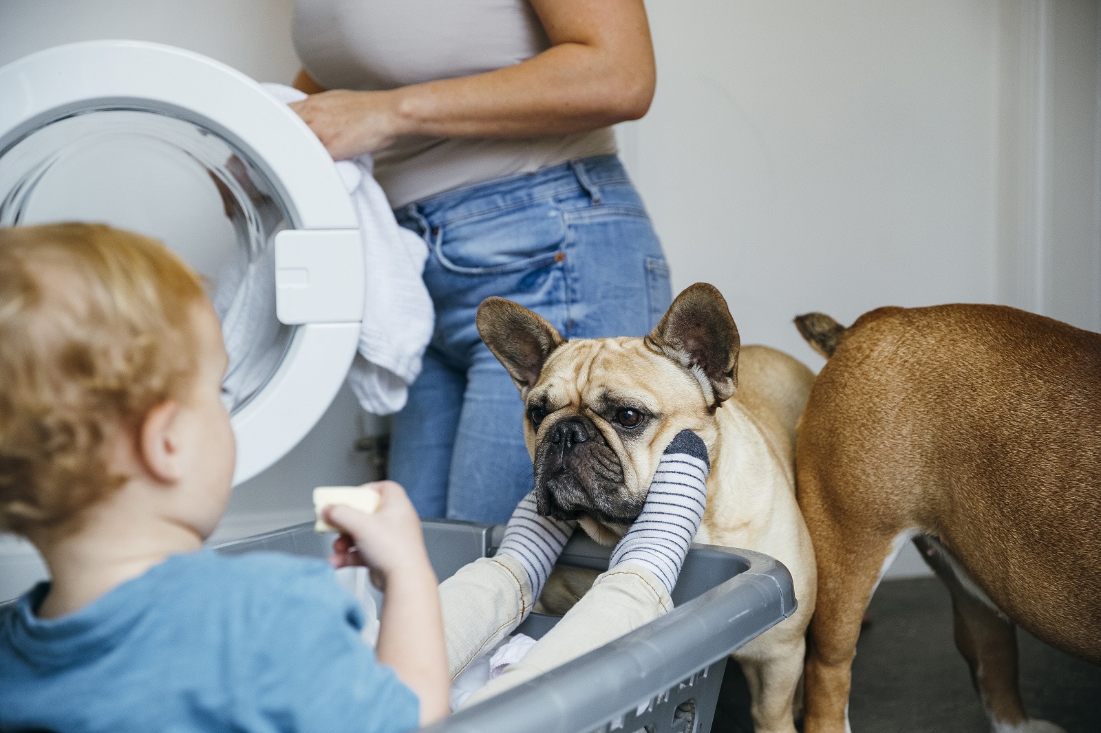 A Woman Fills The Washing Machine While A Toddler Plays With The Dogs