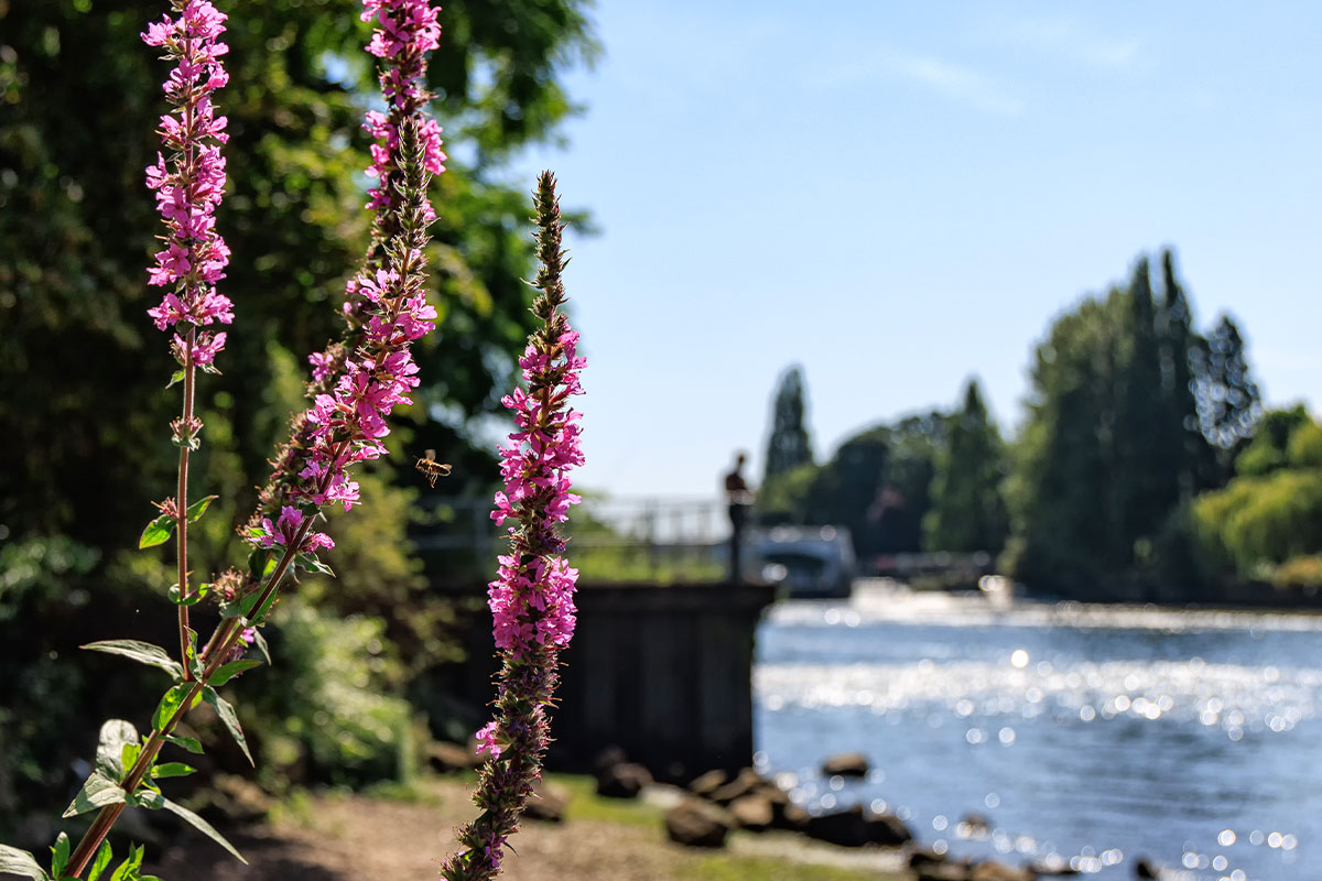 Purple flowers with a body of water in the background