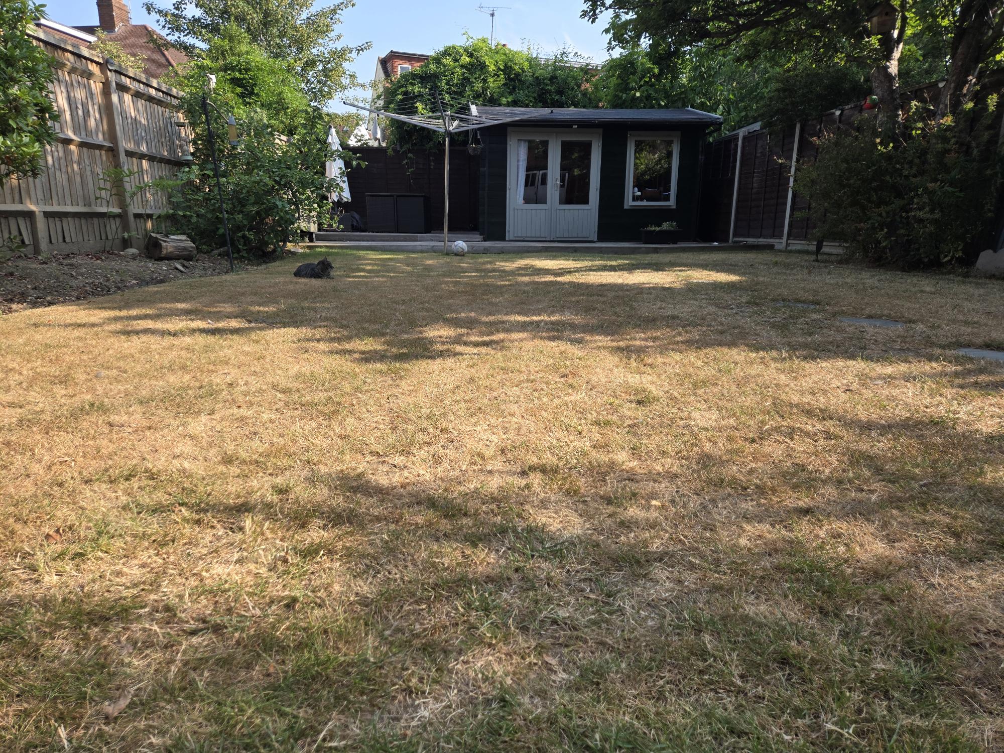 A garden lawn which is golden in colour