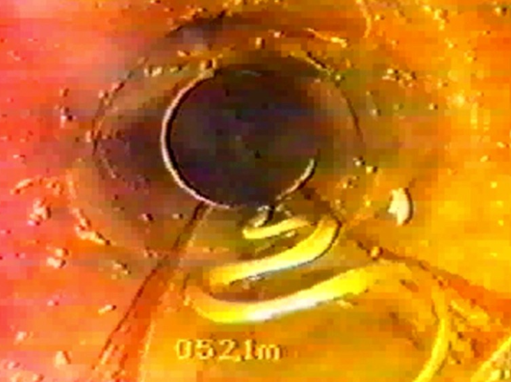 snake in sewer pipe