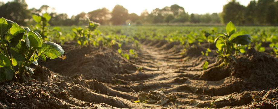 Crops in a field