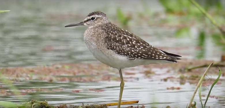 A wood sandpiper at Staines Moor