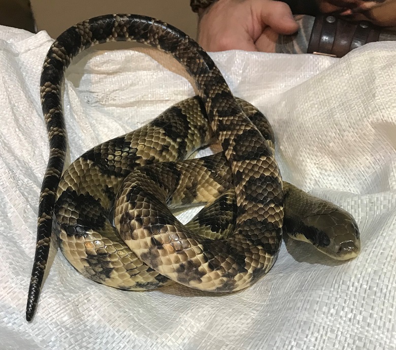 The metre-long false water cobra found at Basingstoke sewage works