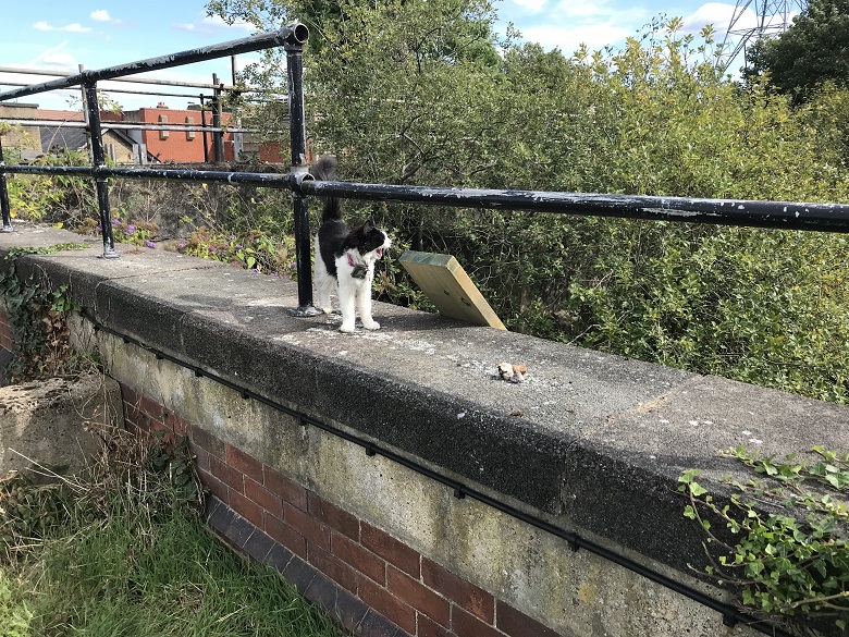 Basti the cat after her rescue