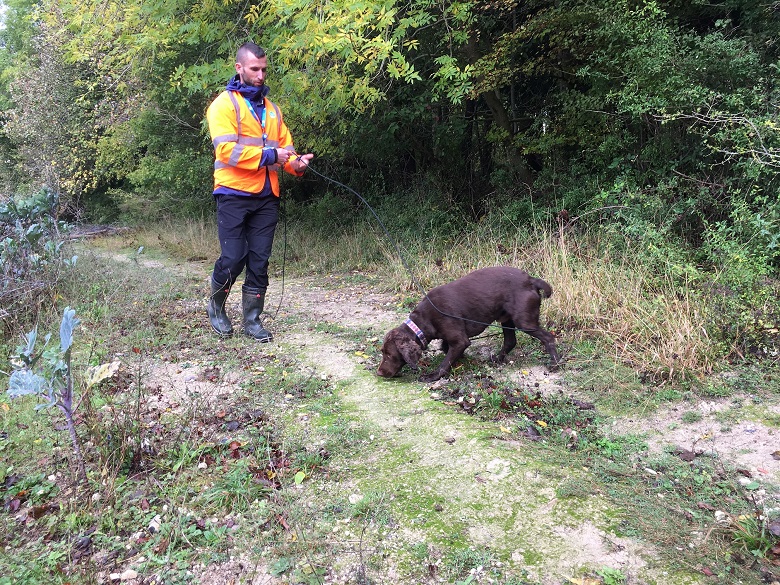 A sniffer dog out detecting leaks