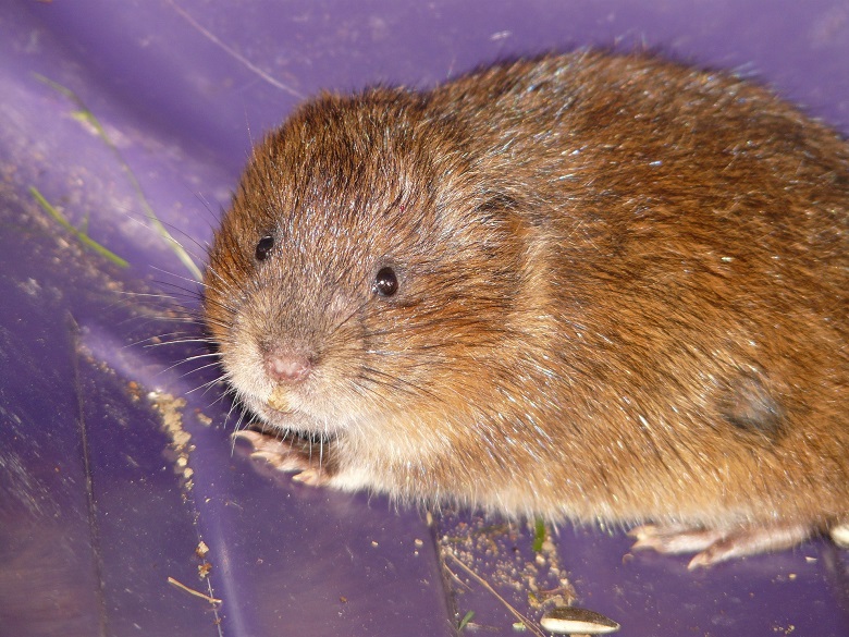 A water vole