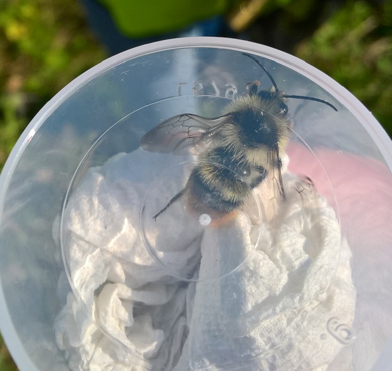 Shrill carder bee found at long reach
