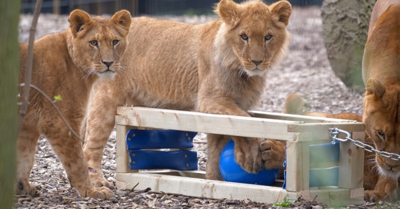 Lions playing with old Thames Water hosepipe