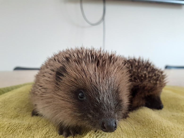 Hedgehogs rescued by Oak & Furrows Wildlife Rescue Centre