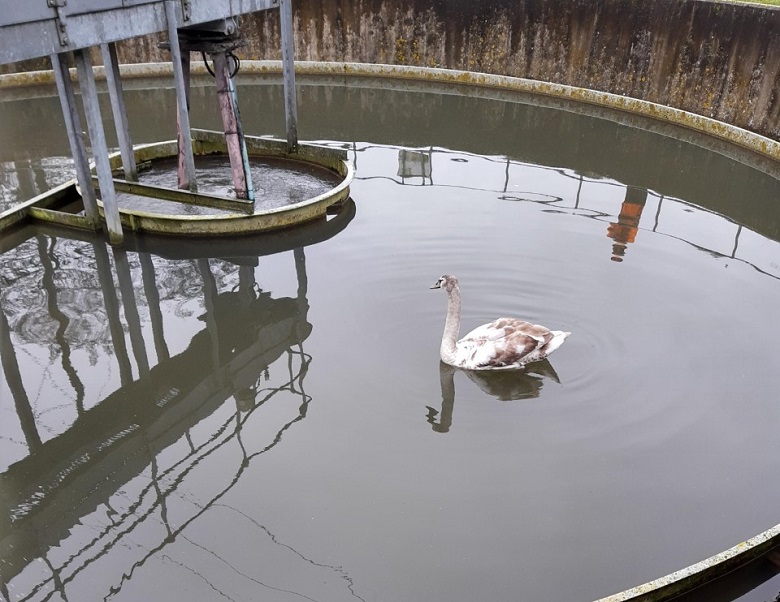 A young swan swimming in a sewage tank