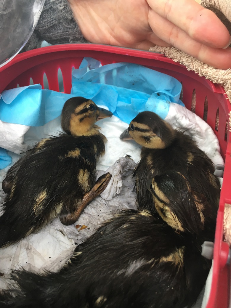 Rescued ducklings