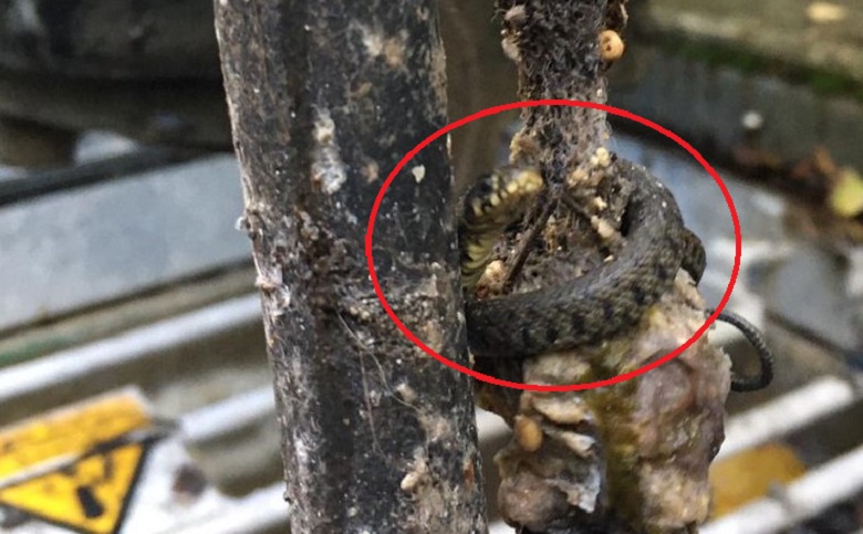 Grass snake found at Artington SPS