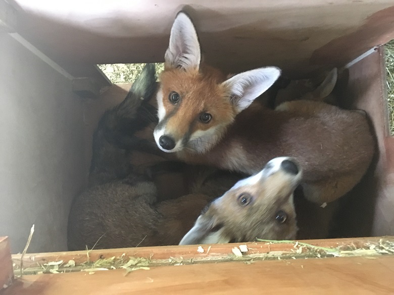 Fox cubs at Long Reach sewage works