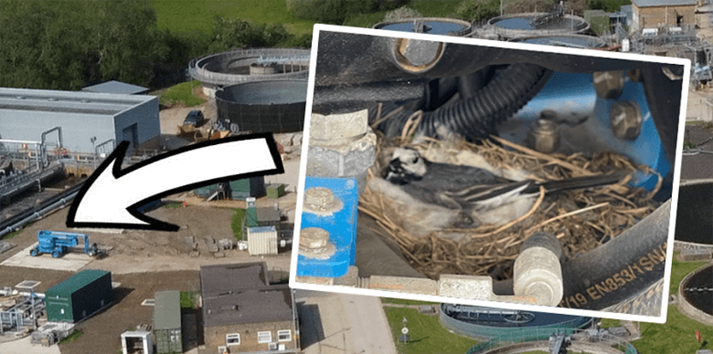 A pied wagtail nesting in machinery at Bicester sewage works