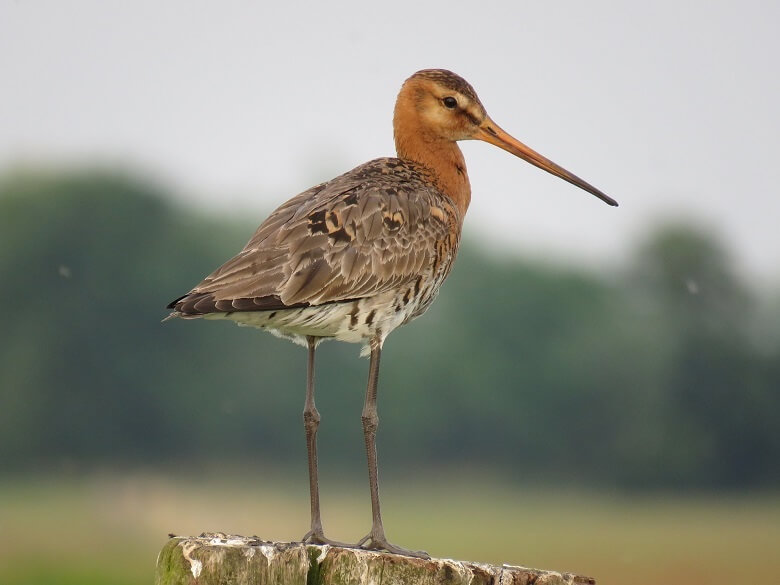 Stock photo of black tailed godwit at Hogsmill Nature Reserve