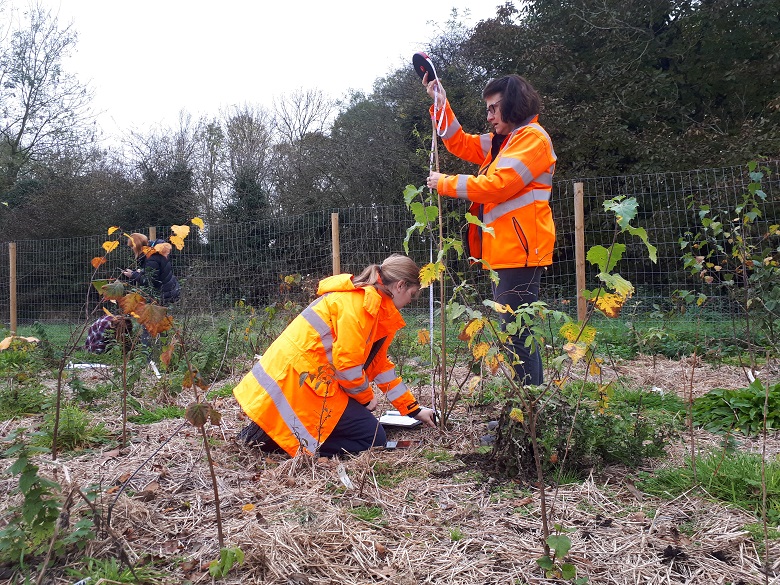 Two women in orange high-vis measure a tree