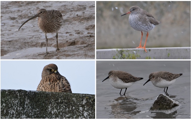 Some of the birds photographed at Beckton STW