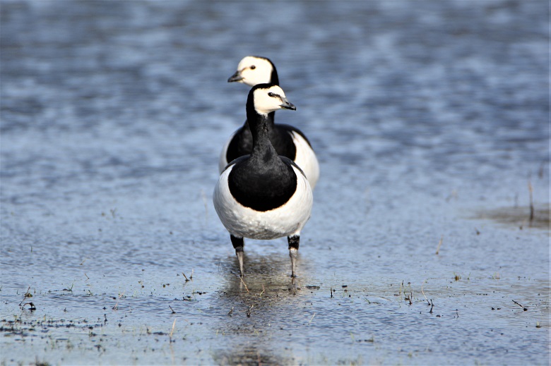 Barnacle geese at Crossness Nature Reserve
