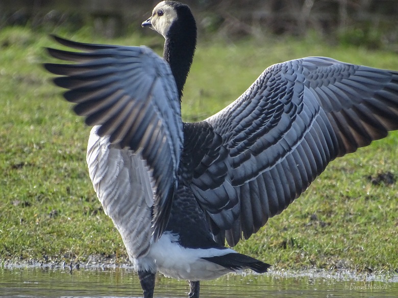 A barnacle goose at Crossness Nature Reserve