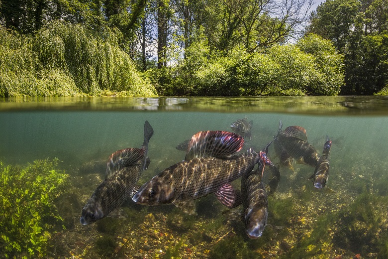 Split image of grayling fish in a chalk stream