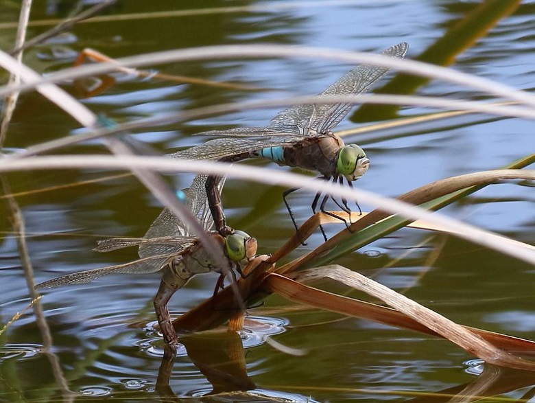 Two lesser emperor dragonflies located above a pond