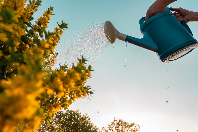 A blue watering can waters flowers
