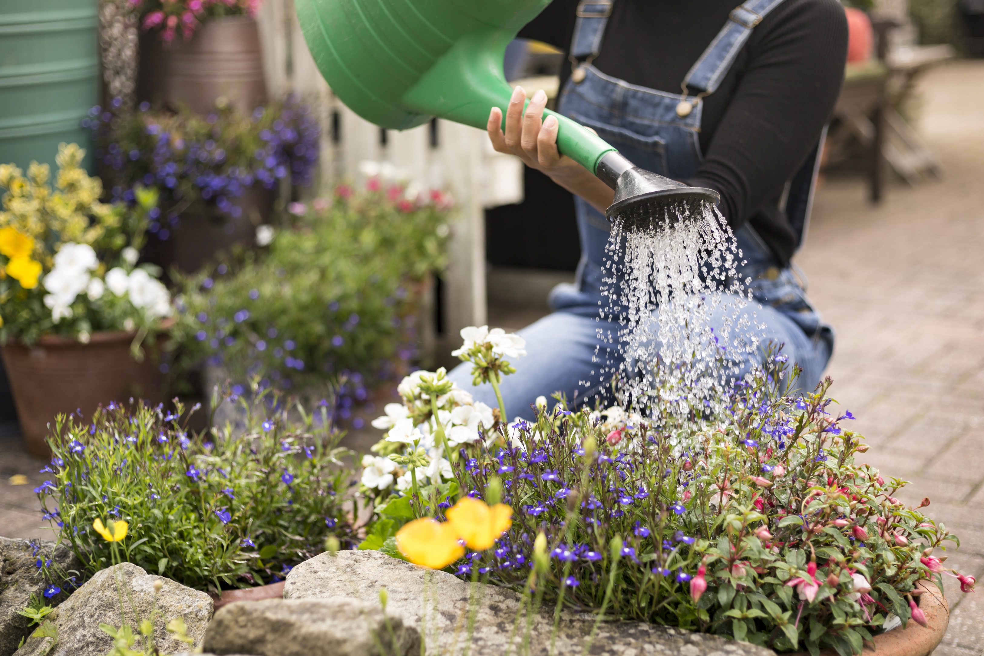 A person water their garden with a watering can.