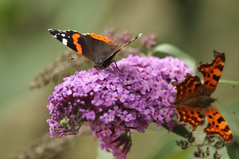 A red admiral and comma butterfly resting on a purple  flower