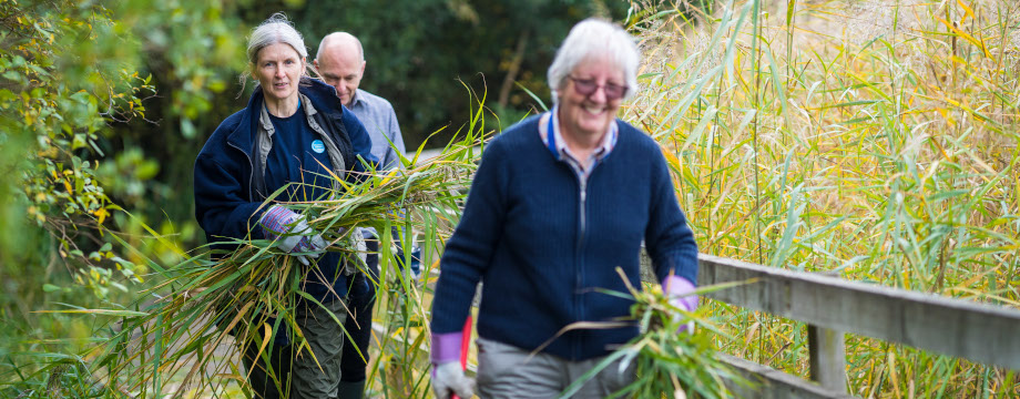 Volunteer group clearing reeds