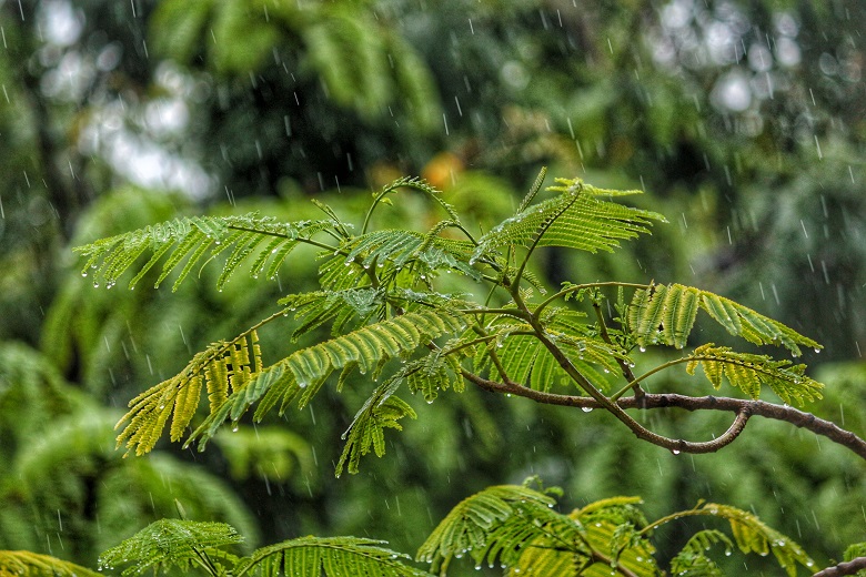 Photograph of rain on a plant