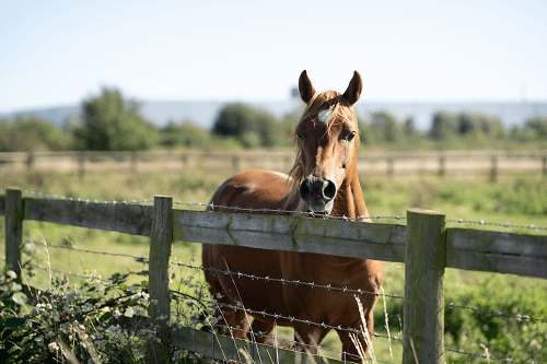A brown horse behind a wooden fence in a green field with trees in the background.