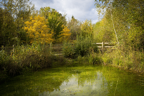 Green trees and bushes behind a small lake with reeds and plants in the water.