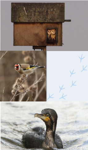 A montage of a bird house, two different birds, and a duck.
