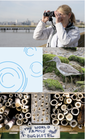 A montage of a woman with binoculars, a bird on the side of a wall, a sea bird among the rocks, and a bug hotel.