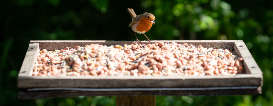 Robin on a bird feeding table