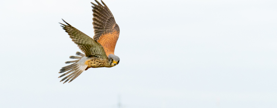 Bird at Crossness nature reserve