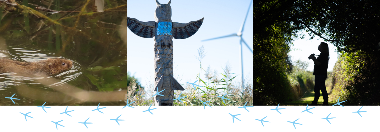 Water vole, totem pole and bird watcher at Crossness nature reserve