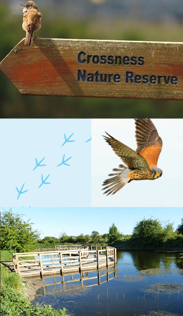 A scene of the river with a walkway, a bee on a flower, a bird swooping and a bird sitting on a signpost.