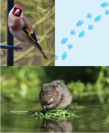 A montage of a bird with red feathers on its head, a scene of a pond, and a water vole.