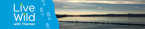 A banner with a blue background on the left with live wild with thames in white and boot tracks and a scene of birds on a line of land in the reservoir.