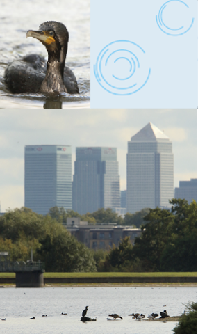 A montage showing a duck on the water, a platform on the water and a view of the water with tall buildings in the distance.