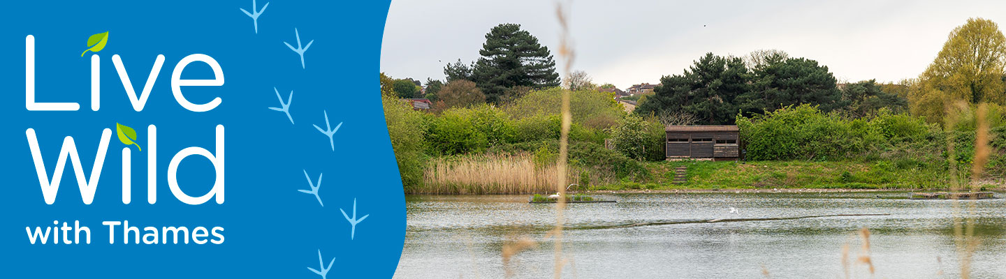 Hogsmill nature reserve