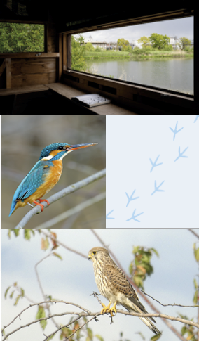 The view from a bird hide, a bird with blue and yellow feathers, a scene of the lake, and a bird sitting in a bush.