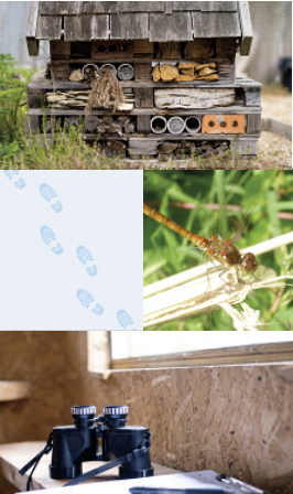 A montage showing a bug hotel, blue flowers, an insect and binoculars in a bird hide.