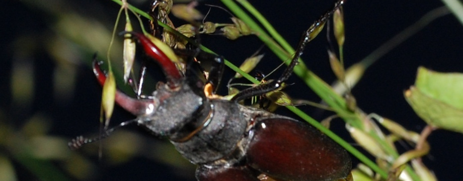 Stag beetle