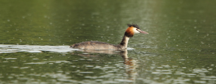 Great crested grebe