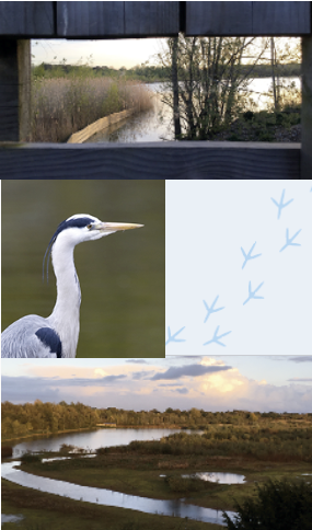 A montage showing a view from a bird hide, a bird, purple flowers, and a view of the site.