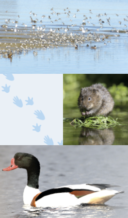 A montage showing a group of birds on a lak, a view of the lake, a water vole, and a duck on the water.