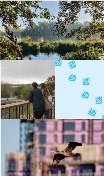 A montage showing a view of the lake, people looking at the view, a bird in a bush, and a bird in flight.